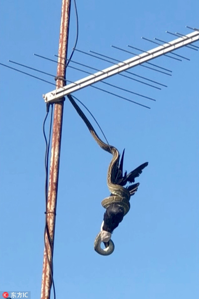 Mới đây, khi cô Cathy Gall, một phụ nữ sống ở New South Wales, Australia, ra ngoài dắt chó đi dạo, cô vô tình chứng kiến cảnh tượng đáng sợ, khi con trăn khổng lồ leo tít lên dàn ăng ten để săn mồi.