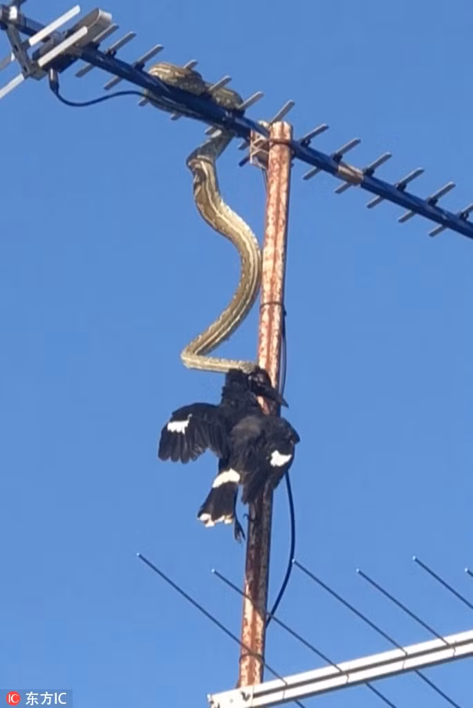 Trăn khổng lồ không bò lên mái nhà mà bò theo cột ăng ten đi lên. Sau đó, khi thấy cơ hội chín muồi, trăn khổng lồ từ trên trời giáng xuống, cắn chặt vào cánh con mồi, cùng lúc đó kéo con mồi lên cao, dùng thân thể cuồn cuộn siết chết con mồi.