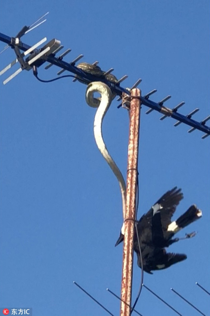 Sự chủ quan của con chim đã tạo điều kiện cho trăn khổng lồ lặng lẽ bò tới và tấn công.