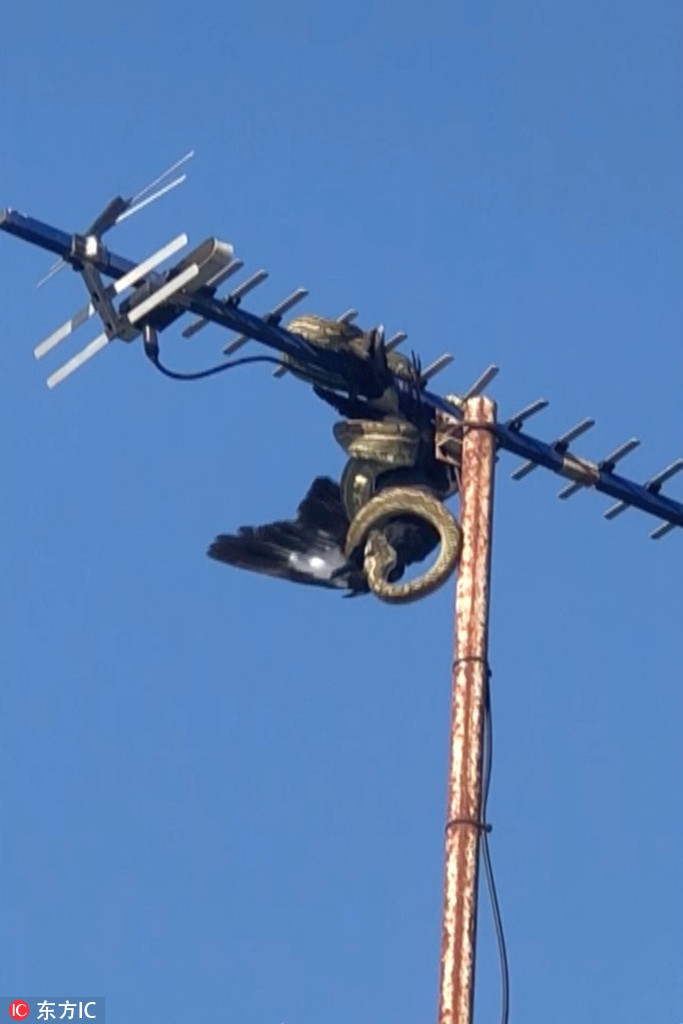 Theo thông tin đăng tải, vì đậu tít trên mái nhà cao chót vót, con chim Strepera graculina đã mất cảnh giác, cho rằng mình không thể gặp nguy hiểm.