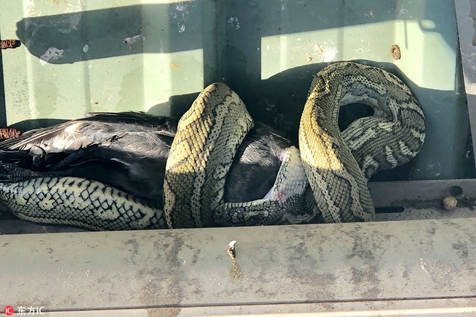 Đáng thương cho con chim, đến khi phát hiện ra nguy hiểm, nó đã không còn kịp trốn chạy, bị con trăn giảo hoạt săn giết thành công, trở thành bữa săn ngon lành cho trăn khổng lồ.