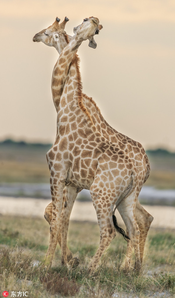 Để tranh giành vị trí trong đàn, những con hươu cao cổ chiến đấu với nhau dữ dội, quyết liệt, không khoan nhượng. Tuy nhiên, mới nhìn qua, nhiều người còn tưởng hai con hươu đang âu yếm nhau tình cảm.