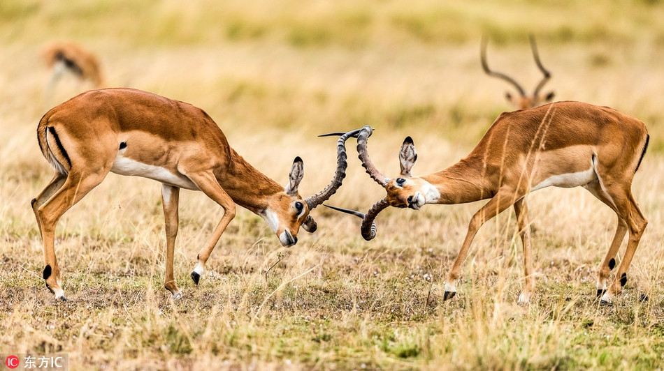 Chiến đấu cũng phải đẹp, đây có lẽ là phương châm của những con linh dương này. Nhìn chúng so tài đọ sức mà rất tao nhã, đồng bộ, đối xứng hoàn hảo.