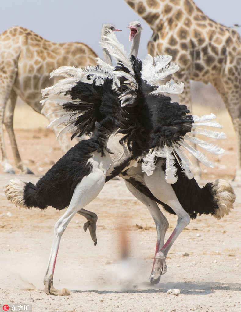 Đà điểu trống chiến đấu để giành giật sự chú ý của con mái. Vì vậy chúng rất hăng say, ý đồ thể hiện cho con mái thấy sự mạnh mẽ của mình.