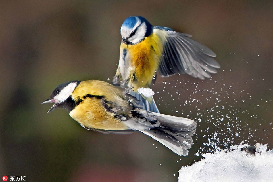 Đây là cảnh tượng một con chim bạc má nhỏ đang tấn công kẻ cắp thức ăn của mình. Trông nó hệt như một võ sĩ thực thụ với cú đá trúng ngực đối phương. Khung cảnh càng trở nên hoàn mỹ hơn khi diễn ra trên nền tuyết trắng.