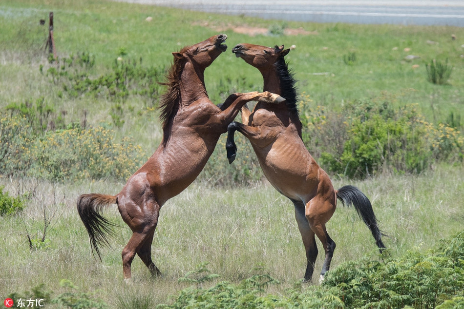 Tương tự như những con linh dương, hai con ngựa hoang này mặc dù đang kịch chiến nhưng vẫn mang lại cho người xem cảm giác hưng phấn vì trận đấu quá đẹp mắt, quá mãn nhãn.