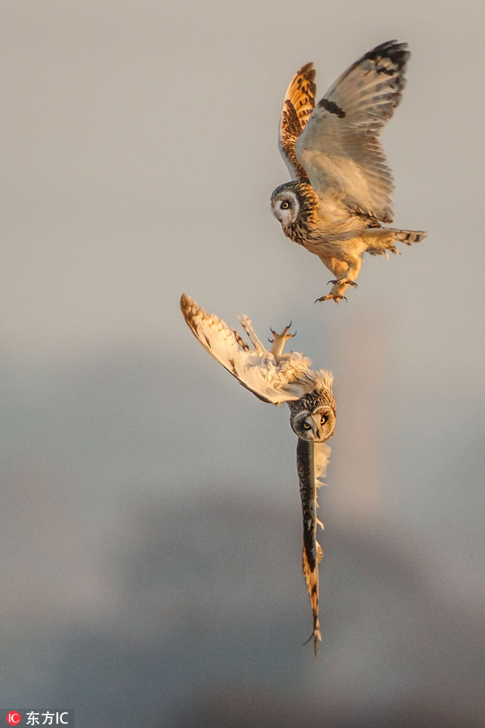 Những con cú chiến đấu mạnh mẽ trên không trung, vẽ nên cảnh tượng đẹp đến nao lòng.