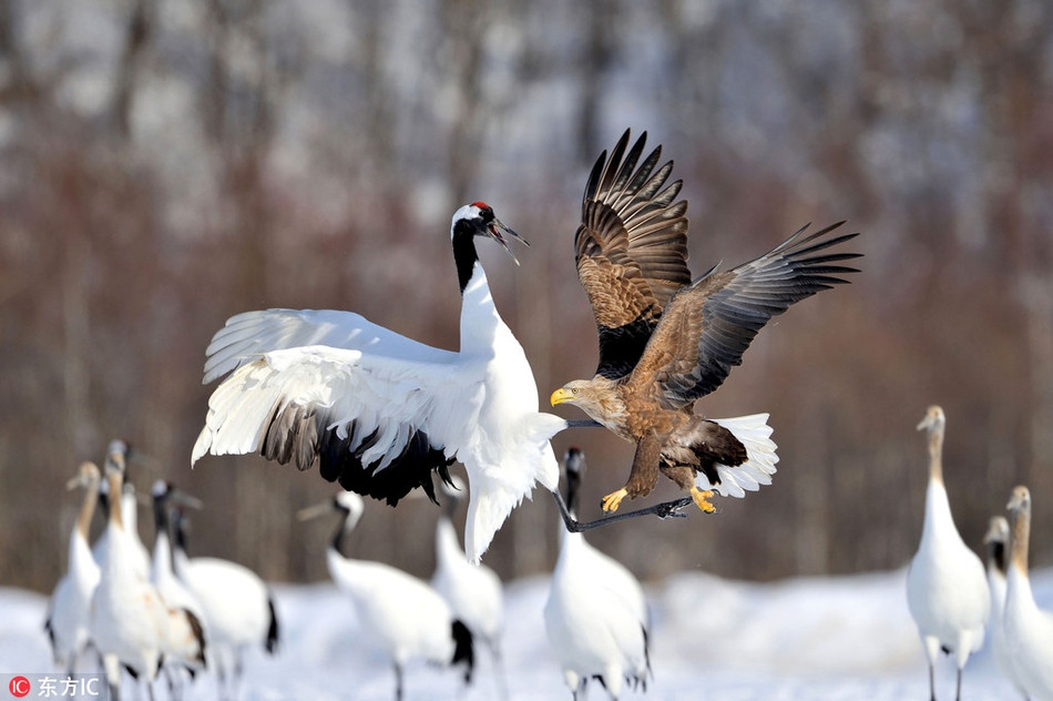 Một con đại bàng đuôi trắng cố gắng tấn công những con sếu. Kết quả, nó bị bao vây bởi 3 con sếu, mở ra một cuộc chiến sử thi trên nền tuyết trắng ở Hokkaido.