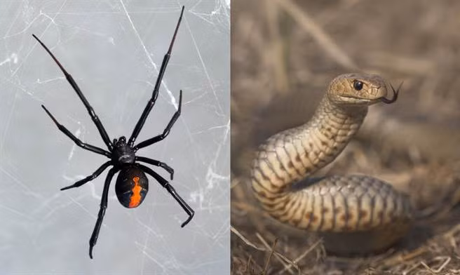 Ran cuc doc tu chien nhen doc khong kem va ket qua 