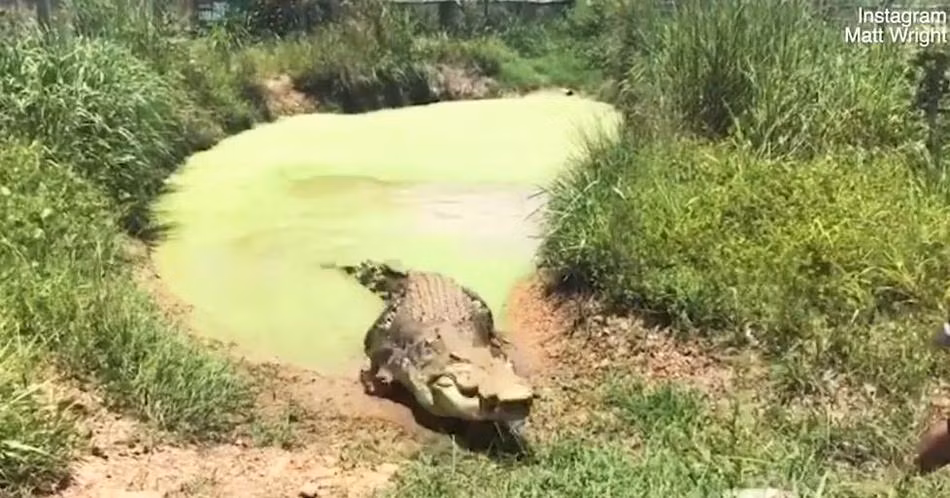 Bàng hoàng cá sấu tấn công người trong chớp mắt - Hình 4 Bang hoang ca sau tan cong nguoi trong chop mat-Hinh-4