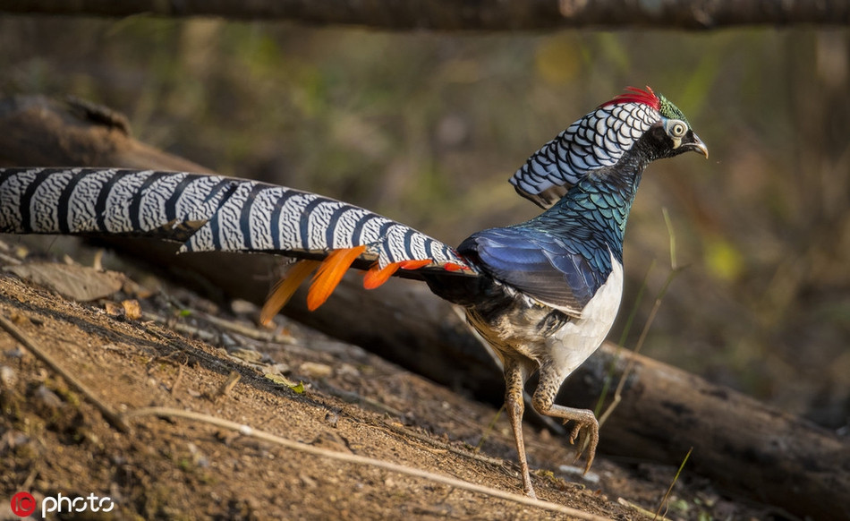 Chim tri bung trang cuc hiem xuat hien, me hoac long nguoi