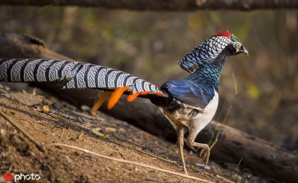 Chim tri bung trang cuc hiem xuat hien, me hoac long nguoi