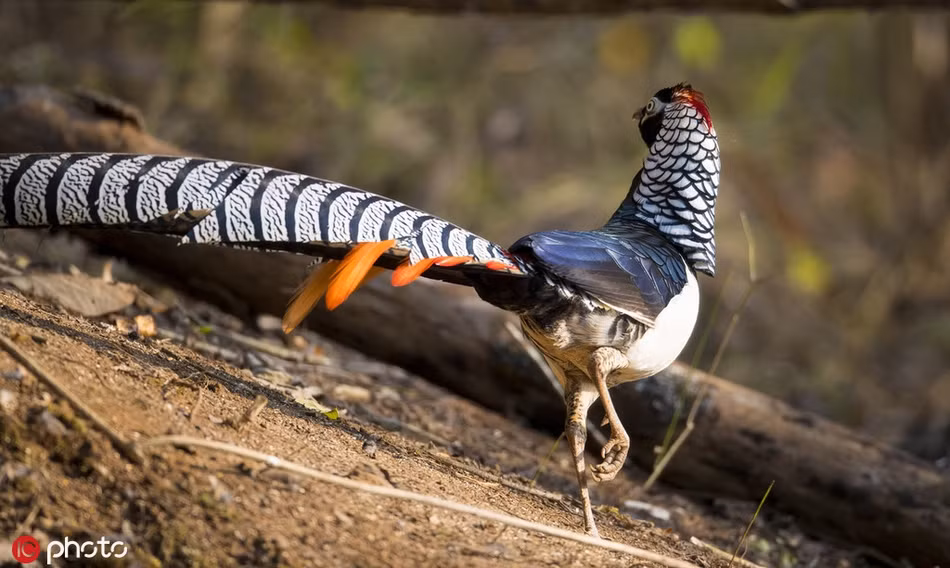 Chim tri bung trang cuc hiem xuat hien, me hoac long nguoi-Hinh-2