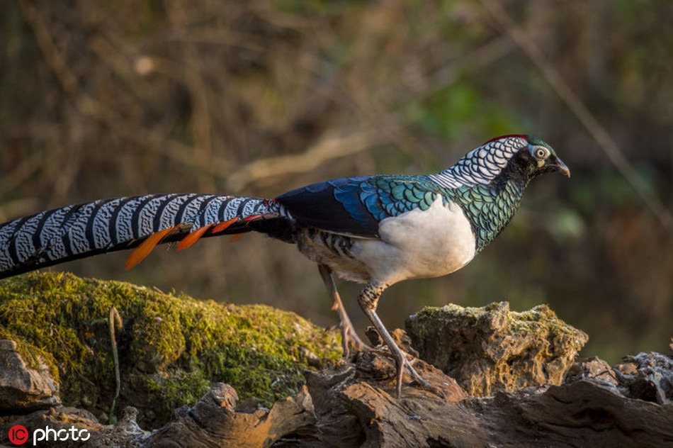 Chim tri bung trang cuc hiem xuat hien, me hoac long nguoi-Hinh-3