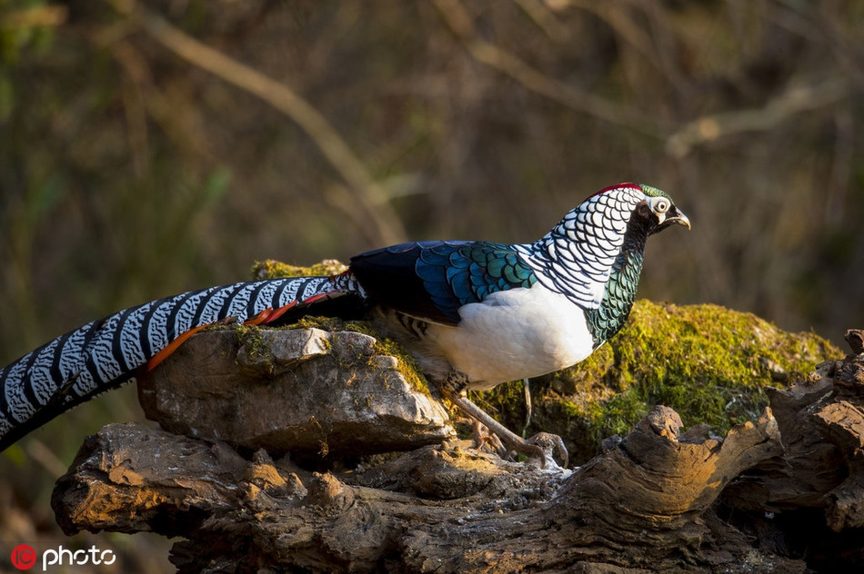 Chim tri bung trang cuc hiem xuat hien, me hoac long nguoi-Hinh-6