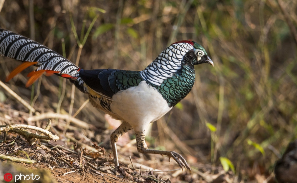 Chim tri bung trang cuc hiem xuat hien, me hoac long nguoi-Hinh-4