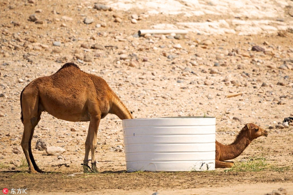 Nhiều người giật mình khi lần đầu nhìn vào hình ảnh này, ngỡ như con lạc đà cổ siêu dài. Tuy nhiên khi nhìn kỹ, họ đều bật cười vì trong ảnh hóa ra có tới hai con lạc đà.