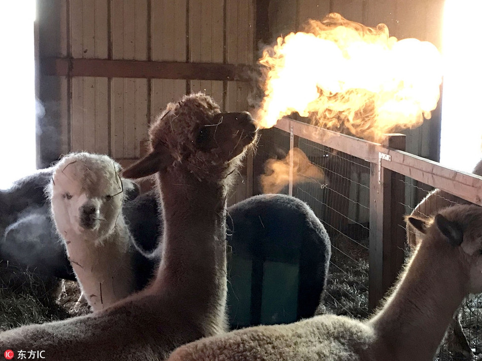 Khoảnh khắc lạc đà ngẩng đầu đúng lúc ngọn lửa phụt lên khiến nó giống như một diễn viên xiếc đang thực hiện màn phun lửa đầy ngoạn mục.