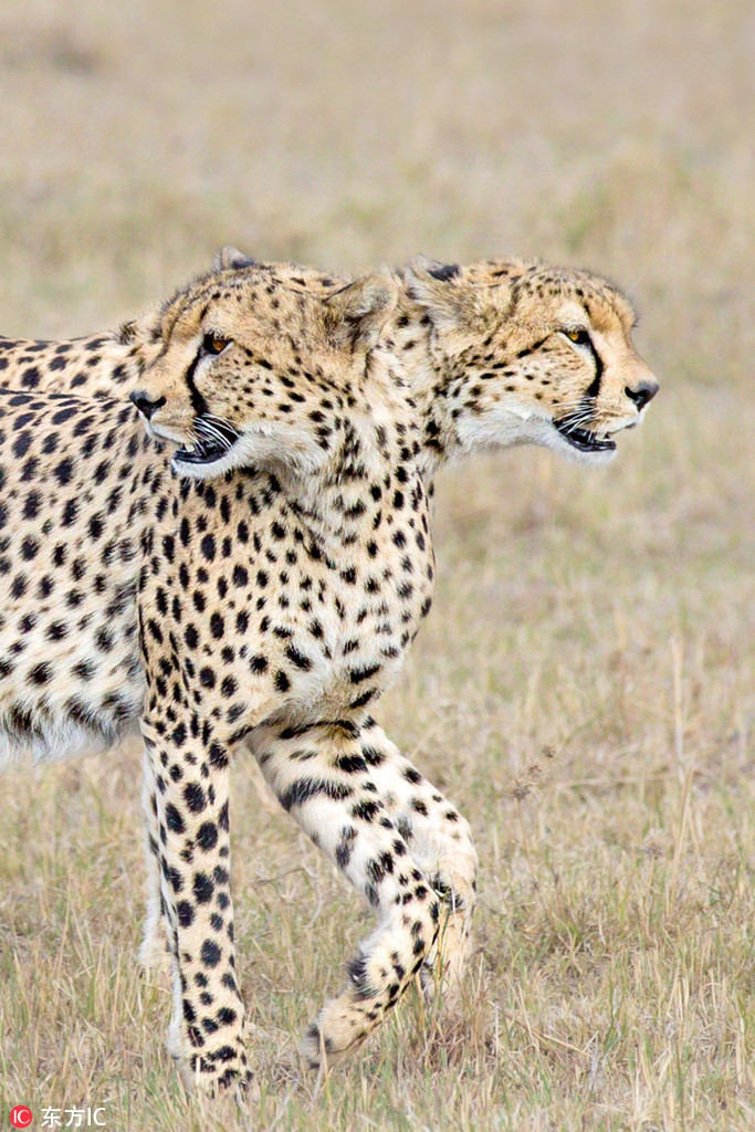 Góc chụp này khiến con báo đốm trông giống như có tới hai cái đầu,chẳng khác nào một sinh vật huyền thoại thường có trong truyện cổ tích, thần thoại.