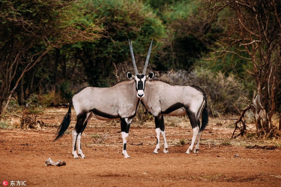 Hình ảnh đánh lừa thị giác tương tự, tại một khoảnh khắc trùng hợp với góc máy ảnh của nhiếp ảnh gia, hai con linh dương này trông hệt như bị dính thân và chỉ có một đầu, một loại biến dị cực hiếm ở động vật.