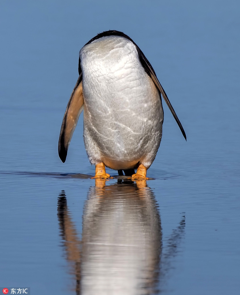 Trong thời khắc cánh cụt nửa đầu về sau, trông nó thực sự giống như một sinh vật kỳ quặc không đầu.