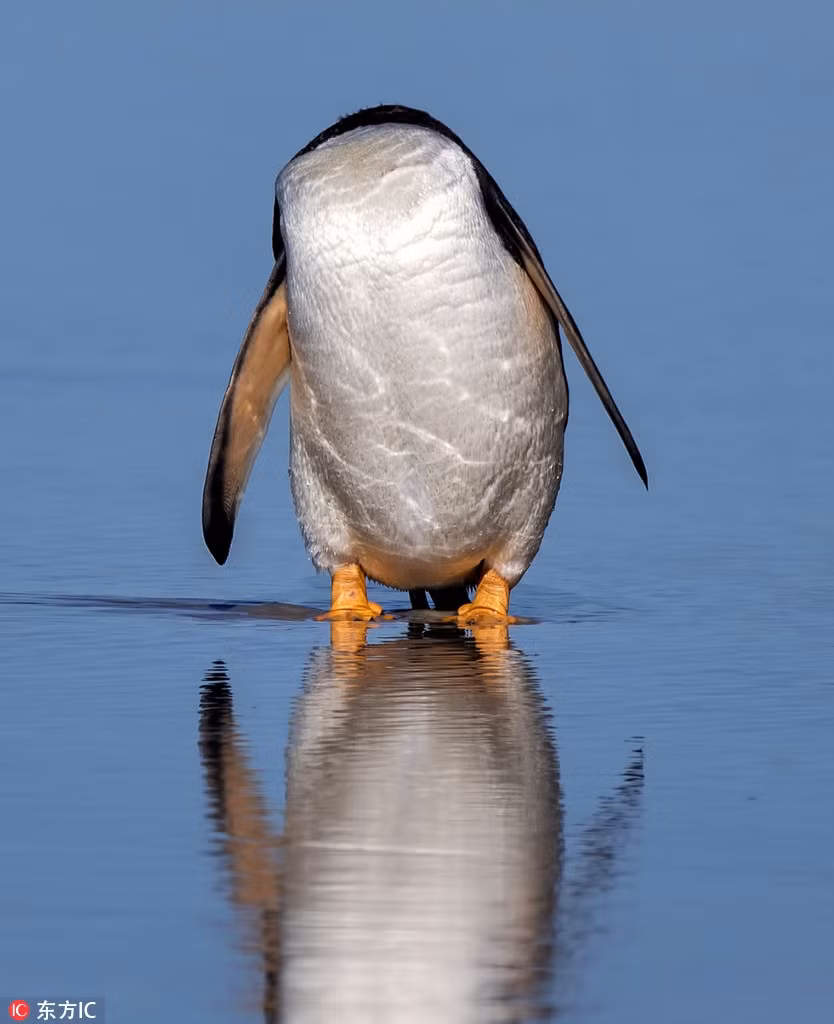 Trong thời khắc cánh cụt nửa đầu về sau, trông nó thực sự giống như một sinh vật kỳ quặc không đầu.