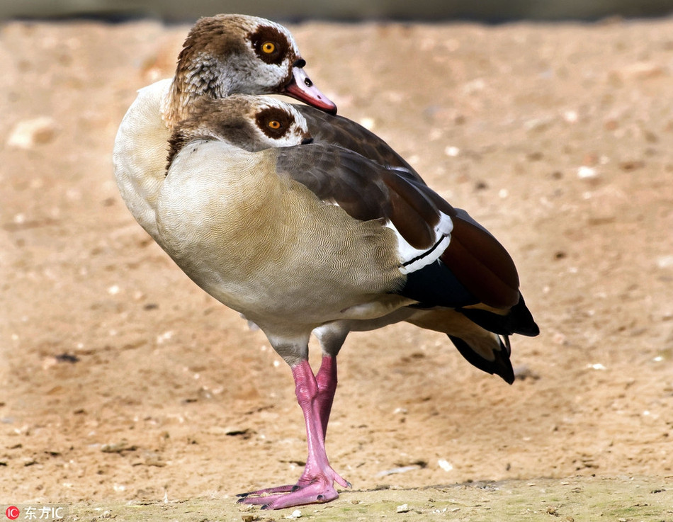 Khoảnh khắc hai con chim đứng sát cạnh nhau khiến người nhìn bị ảo ảnh rằng đây là một con chim có tới hai đầu, rất độc đáo và gây chú ý.