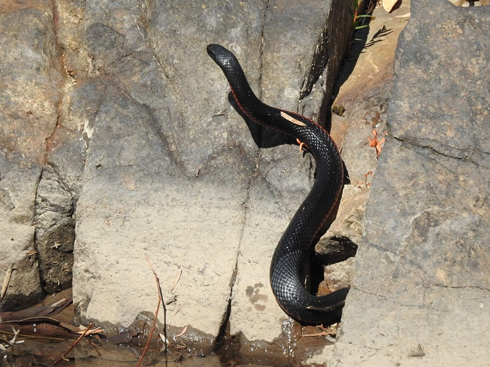 Tran chien the ky giua hai loai ran cuc doc-Hinh-2