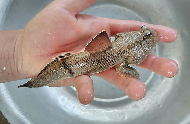 Cá thòi lòi có tên khoa học là Periophthalmus schlosseri. Nhiều người tưởng rằng chúng là một loài lưỡng cư vì chúng có đôi mắt lồi như mắt ếch và có thể di chuyển dễ dàng trên cạn bằng hai chi trước. Chúng được tìm thấy tại khu vực cửa sông, hạ lưu sông và biển ở vùng nhiệt đới trải dài từ Ấn Độ, Đông Nam Á đến Australia. Cá thòi lòi phổ biến nhất dọc các bãi lầy ở cửa sông, không ngập quá 2 m nước. Loài cá này sinh sống trong hang hốc vét ở bãi lầy. Khi thủy triều xuống thì cá chui ra, nhất là những ngày nắng ráo.