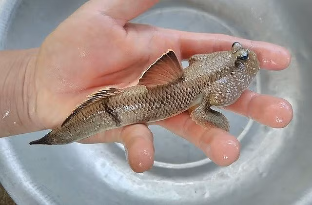 Cá thòi lòi có tên khoa học là Periophthalmus schlosseri. Nhiều người tưởng rằng chúng là một loài lưỡng cư vì chúng có đôi mắt lồi như mắt ếch và có thể di chuyển dễ dàng trên cạn bằng hai chi trước. Chúng được tìm thấy tại khu vực cửa sông, hạ lưu sông và biển ở vùng nhiệt đới trải dài từ Ấn Độ, Đông Nam Á đến Australia. Cá thòi lòi phổ biến nhất dọc các bãi lầy ở cửa sông, không ngập quá 2 m nước. Loài cá này sinh sống trong hang hốc vét ở bãi lầy. Khi thủy triều xuống thì cá chui ra, nhất là những ngày nắng ráo.