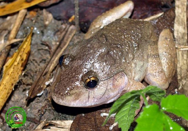 Ếch gáy dô (Limnonectes Dabanus) là một loài lưỡng cư cổ còn sót lại từ kỷ Phấn trắng. Chúng là loài động vật đặc hữu của Việt Nam. Môi trường sống tự nhiên của ếch gáy dô là các khu rừng ẩm thấp nhiệt đới và cận nhiệt đới, các con sông hay đầm lầy. Tình trạng của loài này chưa được biết đầy đủ.