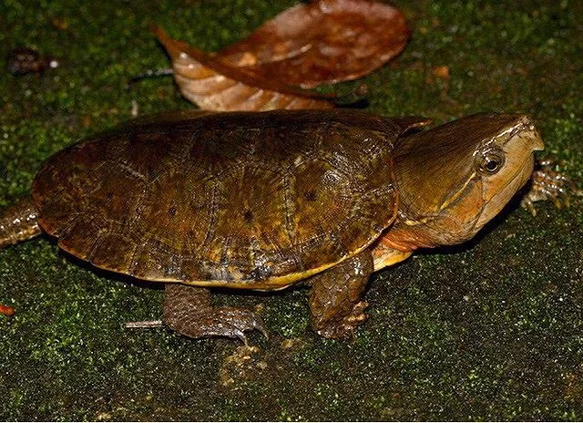 Rùa đầu to (Platysternum megacephalum) có cái đầu rất to và cái đuôi dài quá khổ. Đặc biệt, chiếc đầu to này không thể thụt vào trong mai. Chúng là một trong những con rùa xấu xí trong họ nhà rùa. Ngoài Việt Nam, chúng còn phân bố ở nhiều nước như Trung Quốc, Lào, Thái Lan… Rùa đầu to sống ở các khe suối trong rừng, nơi nước trong và chảy chậm. Ban ngày chúng ẩn dưới các tảng đá hoặc phơi nắng trên bờ suối, chúng đi tìm mồi lúc sẩm tối hoặc ban đêm. Thức ăn của chúng là động vật không xương sống, các loài thân mềm hoặc động vật giáp xác nhỏ. Khi trưởng thành rùa có thể đạt kích thước mai khoảng hơn 20 cm.