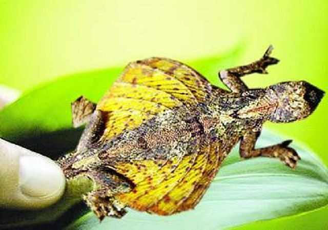 Tắc kè bay đốm (Dacro maculates) có màng da rộng giữa hai chân, có thể bay từ cây này qua cây khác để tìm kiếm thức ăn và lẩn tránh kẻ thù. Loài tắc kè này còn có thể hóa trang vào môi trường một cách vô cùng tinh vi.