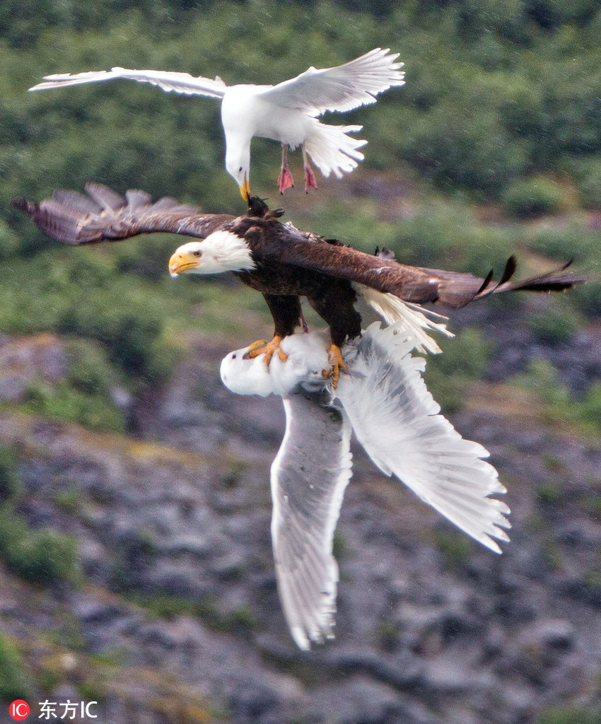 Có thể ví những động vật này là "anh hùng đại hiệp" của thế giới động vật. Thấy bạn bị đại bàng hói bắt đi, con chim mòng biển cố sức bay theo, gắng tấn công, mổ liên tục vào người đại bàng hói, hy vọng sẽ cứu được bạn mình.