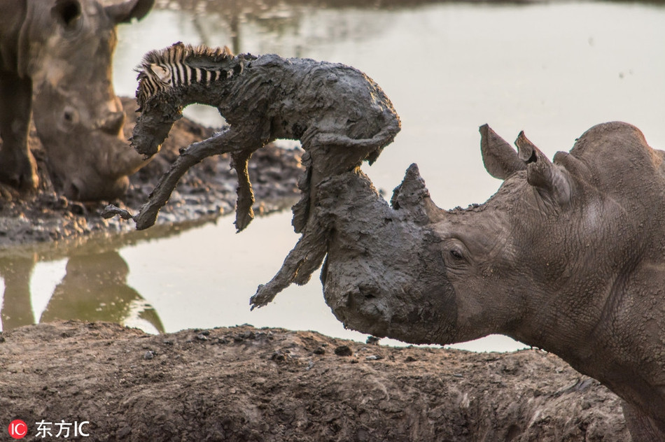 Tại khu bảo tồn động vật hoang dã Madikwe, Nam Phi, một con tê giác khổng lồ đã cứu ngựa vằn con khỏi bị chết ngạt trong đống bùn loãng.