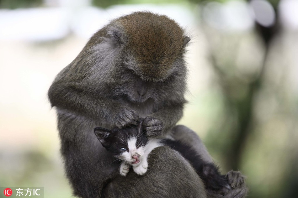 Con khỉ này có tên là Kimon, nó thực sự coi mèo con đi lạc là con đẻ của mình. Kimon rất chăm sóc cho mèo con và luôn chú ý đến nó. Ngược lại mèo con cũng rất quấn quýt Kimon, thực sự coi Kimon như một người mẹ của mình.