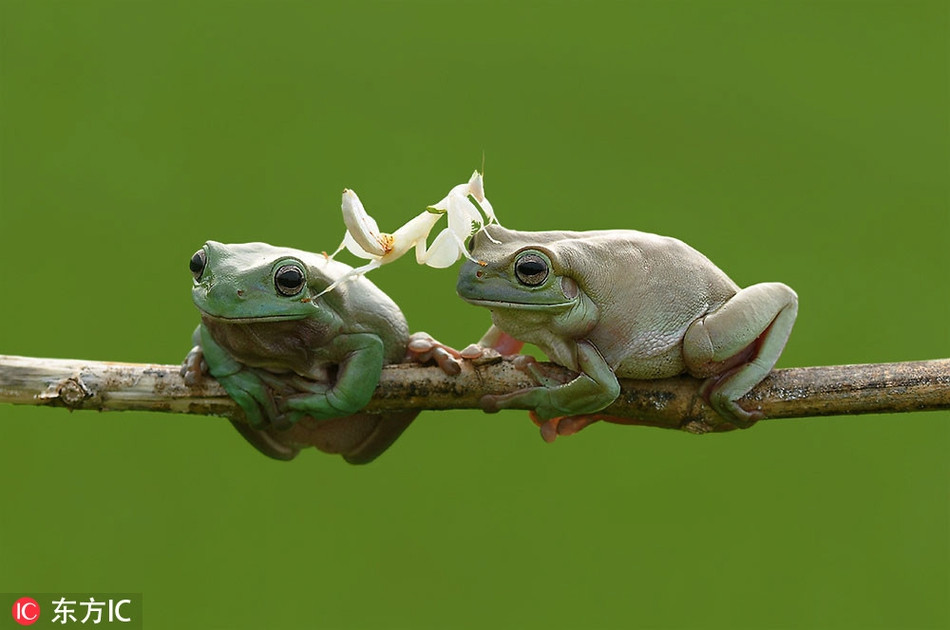 Liều lĩnh sử dụng cơ thể của những con ếch như một chiếc cầu nối, con bọ ngựa trắng này đã suýt chút nữa trượt chân rơi xuống nếu không có sự trợ giúp của con ếch tốt bụng.