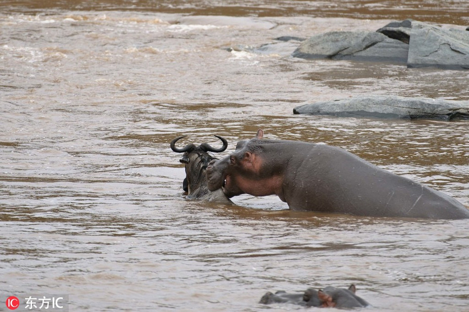Bị thương nặng ở chân sau, không thể bơi qua con sông chảy siết, vào lúc tưởng như sắp chết đuối, hà mã tốt bụng đột nhiên xuất hiện, túm lấy linh dương đầu bò và đưa vào bờ.