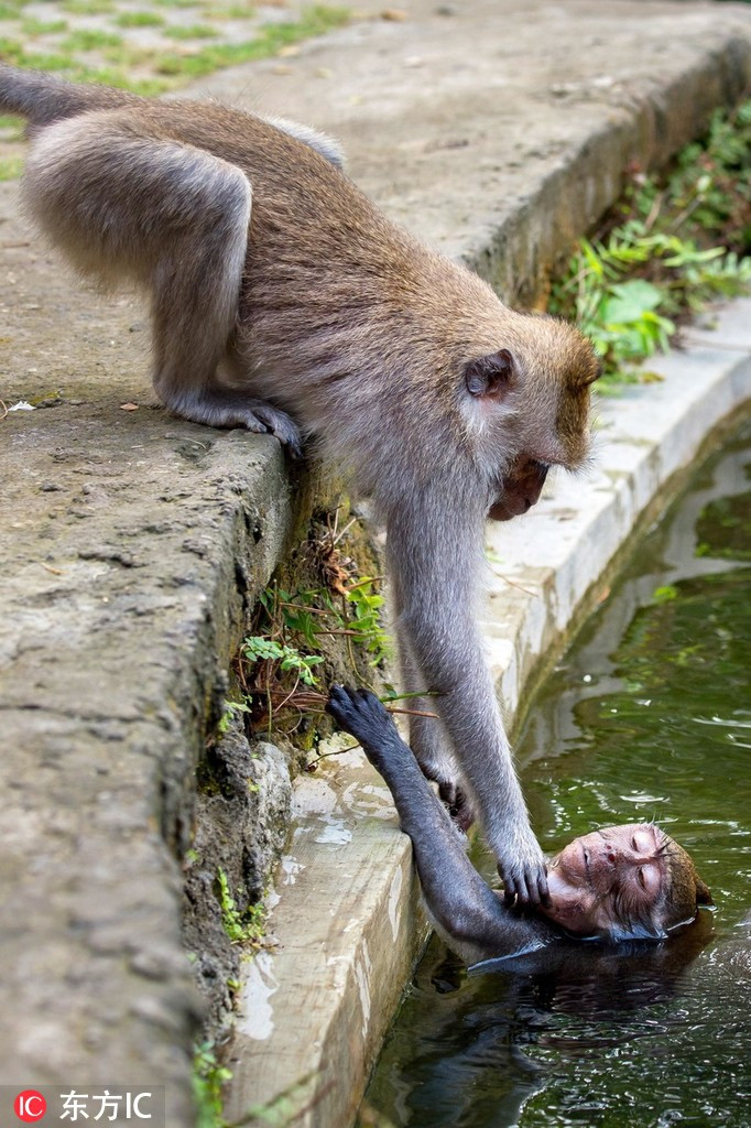 Tại rừng khỉ Ubud, Bali, Indonesia, một con khỉ trong lúc đùa nghịch hăng say đã trượt chân rơi xuống một con lạch. Để cứu bạn, một con khỉ khác đã tóm lấy bạn mình, cố giữ đầu của bạn nổi lên trên mặt nước.