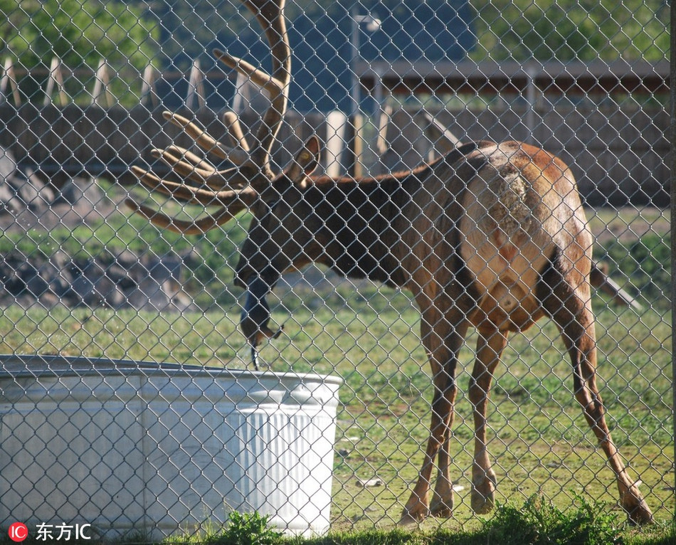 Một chú nai sừng tấm 4 tuổi đã giải cứu được một con sóc marmot suýt chết đuối trong bồn rửa. Không chỉ giải cứu, nai sừng tấm còn tốt bụng đến mức chờ đợi sóc marmot tỉnh lại, xác nhận sóc marmot còn sống, bò đi trên cỏ mới thôi.