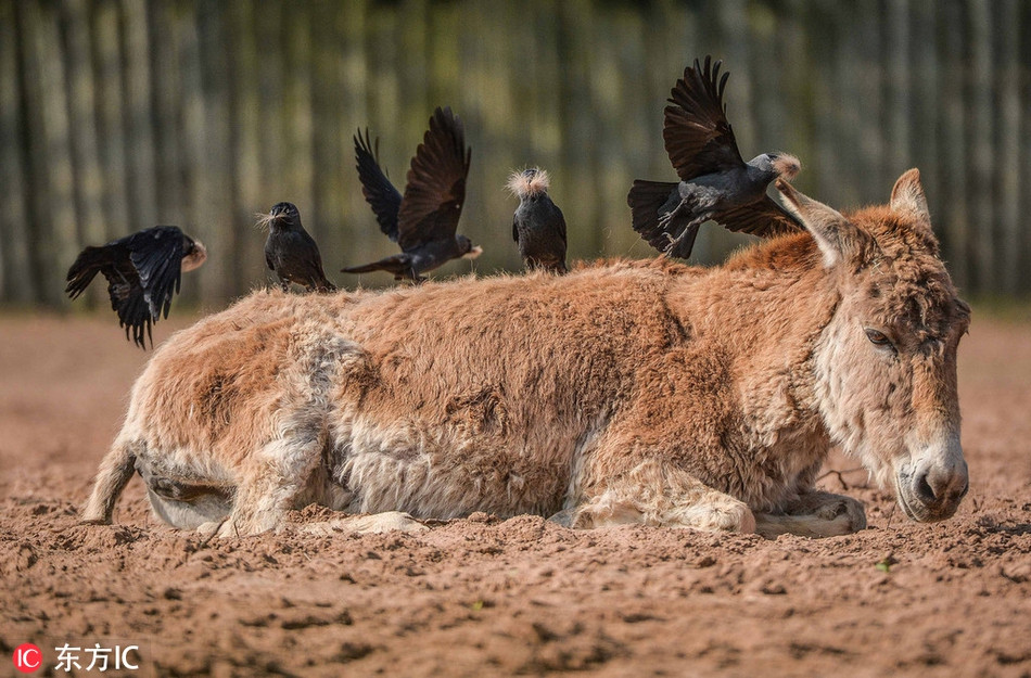 Tại vườn thú Chester ở Anh, một con lừa hoang dã có dấu hiệu kỳ lạ, lớp lông của nó mọc dày đột biến trong khi nhiệt độ lên tới hơn 20 độ. Khi con lừa sắp không chịu nổi sự nóng bức nữa, một đàn quạ xuất hiện, chúng giật bớt những nhúm lông trên người con lừa để xây tổ cho mình, đồng thời giúp lừa thoải mái hơn.