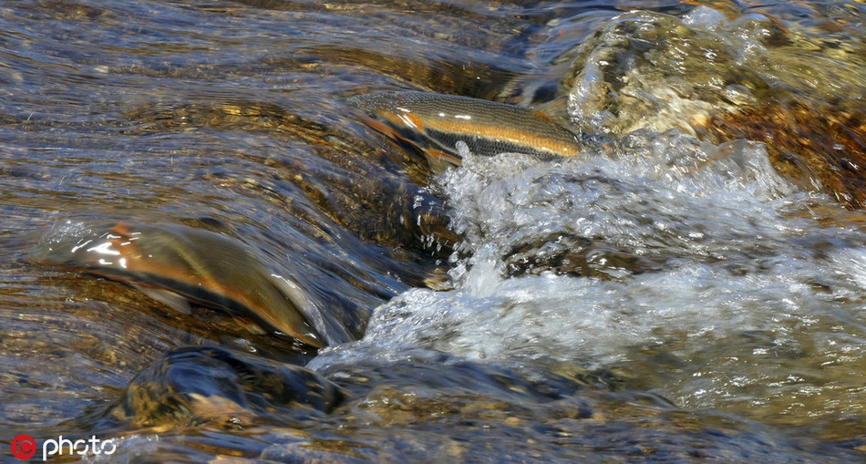 Trong suốt hành trình ngược dòng, những con cá hoa vàng gặp phải vô số cản trở, thử thách và nguy hiểm.