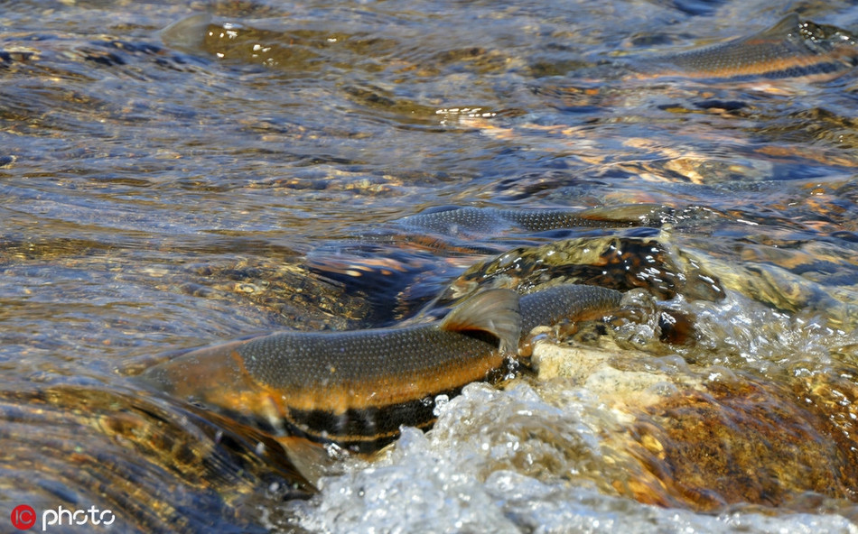 Tuy vậy, đã là bản năng, dù phải đối mặt với rất nhiều rủi ro, nguy hiểm, cá hoa vàng vẫn vượt thác về nguồn mỗi mùa xuân, thực hiện thiên chức cao cả của mình.