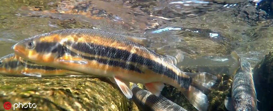 Chỉ cần cá hoa vàng sơ ý, nhảy lên khỏi mặt nước, rất có thể nó sẽ trở thành con mồi tiềm năng cho các loài động vật hoang dã săn mồi.