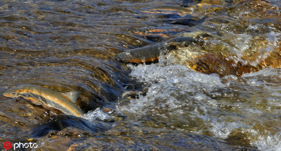 Cũng giống như cá hồi, cứ đến mùa xuân ấm áp, cá hoa vàng sẽ ngược dòng bơi lên thượng nguồn, tìm nơi nước lặng, dòng chảy êm để đẻ trứng, duy trì nòi giống.