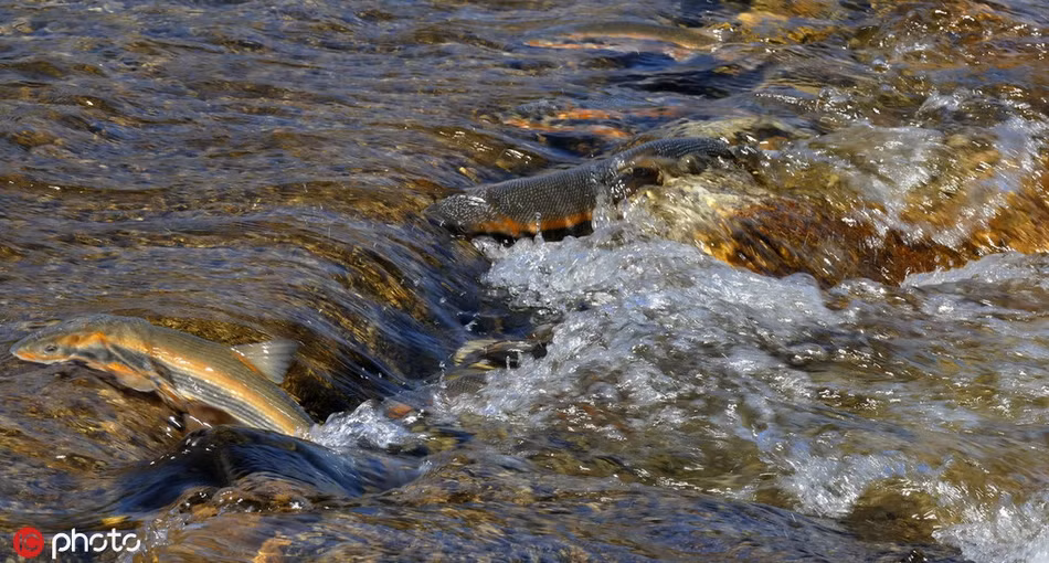 Cũng giống như cá hồi, cứ đến mùa xuân ấm áp, cá hoa vàng sẽ ngược dòng bơi lên thượng nguồn, tìm nơi nước lặng, dòng chảy êm để đẻ trứng, duy trì nòi giống.