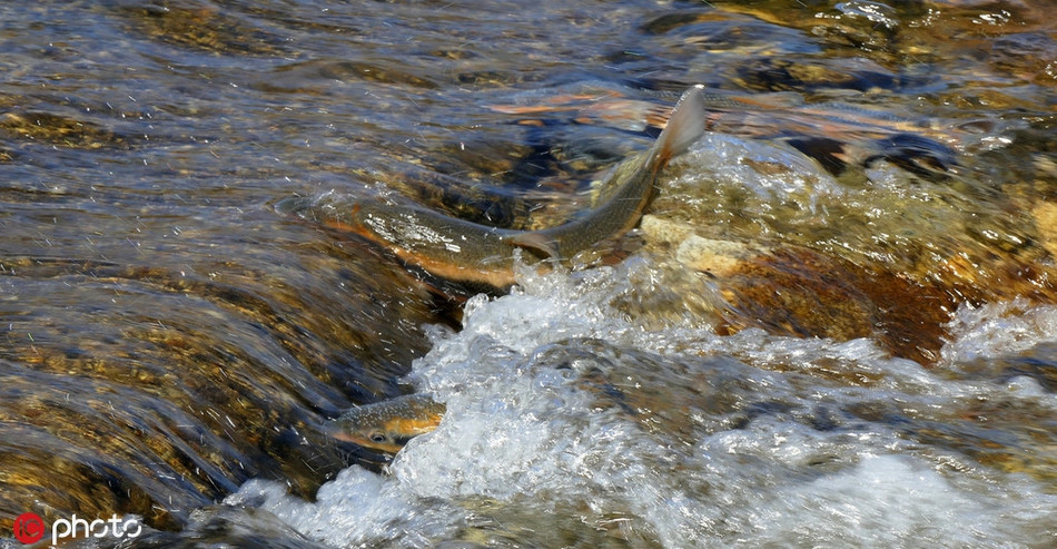 Chúng không những phải vượt những dòng thác siết, còn phải đối mặt với nguy cơ mất mạng do những loài thú ăn cá, săn cá luôn luôn rình rập, chờ đợi thời cơ.