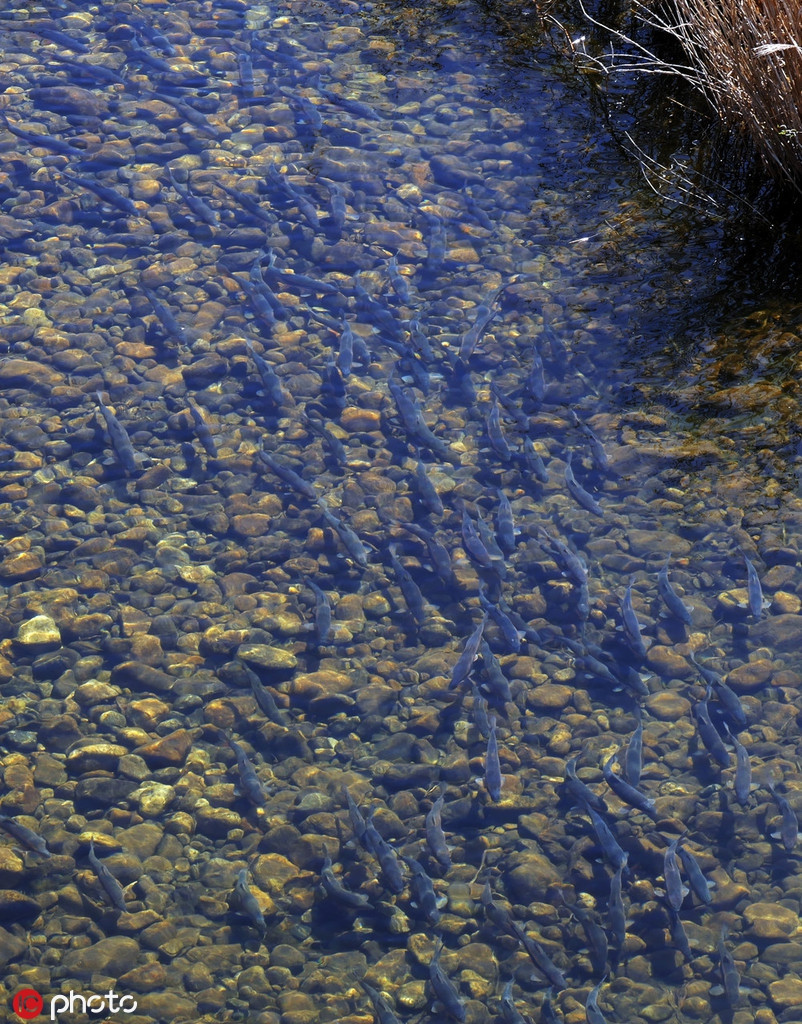 Từ trên cao nhìn xuống, đàn cá hoa vàng lộ mình dưới làn nước trong vắt. Chúng có thể dễ dàng bị những con chim săn mồi bắt được.