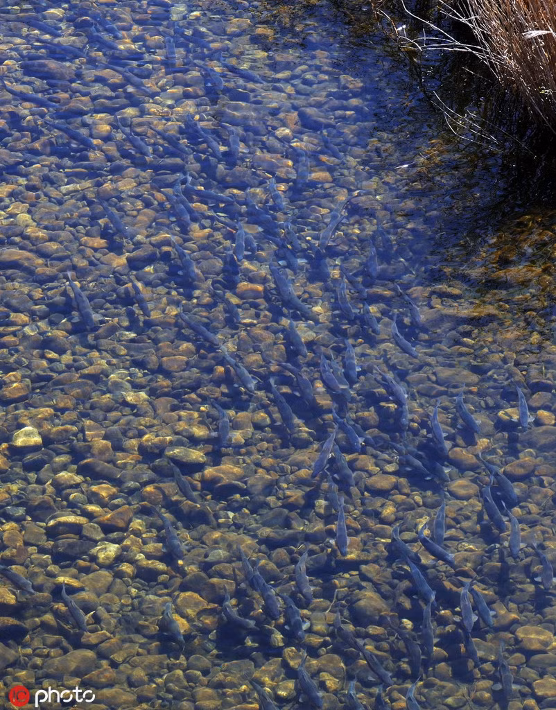 Từ trên cao nhìn xuống, đàn cá hoa vàng lộ mình dưới làn nước trong vắt. Chúng có thể dễ dàng bị những con chim săn mồi bắt được.