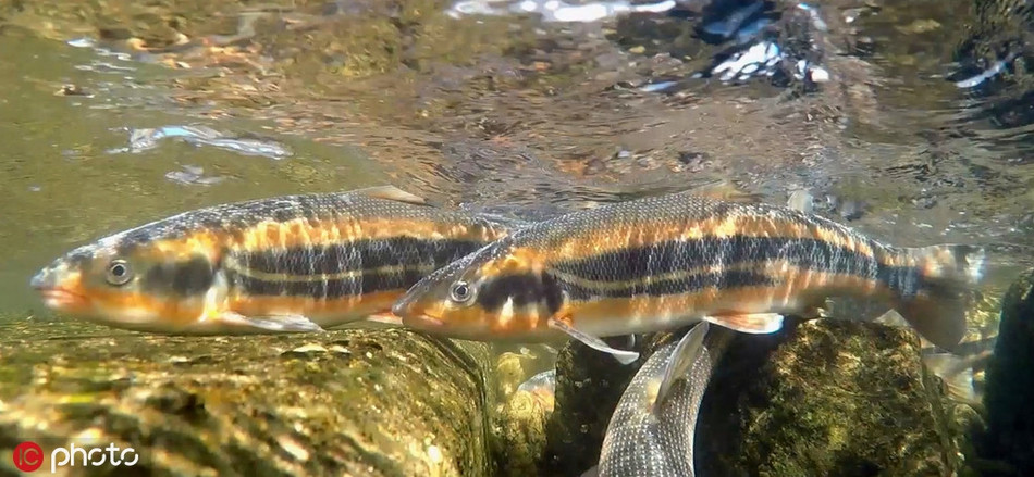 Trong ảnh là những con cá hoa vàng đang lũ lượt bơi ngược dòng, tìm nơi nước lặng để sinh sản.